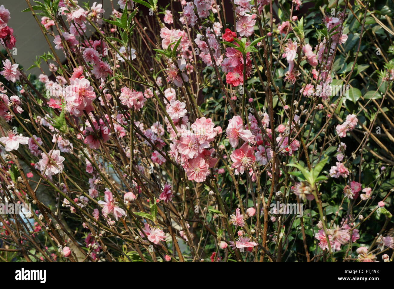 Pink flower blooms of the Japanese ume apricot tree, prunus mume Stock Photo