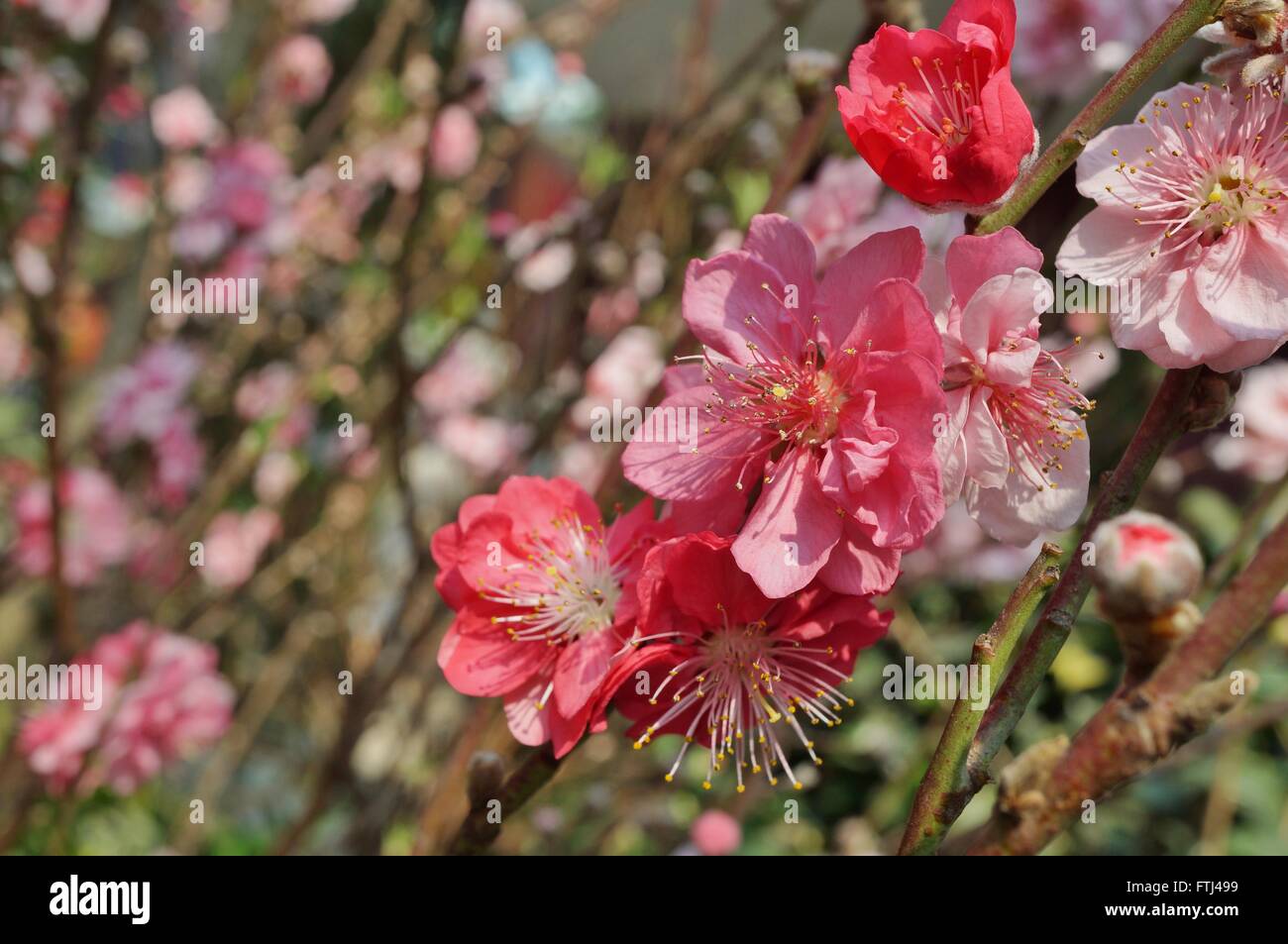 Pink flower blooms of the Japanese ume apricot tree, prunus mume Stock Photo