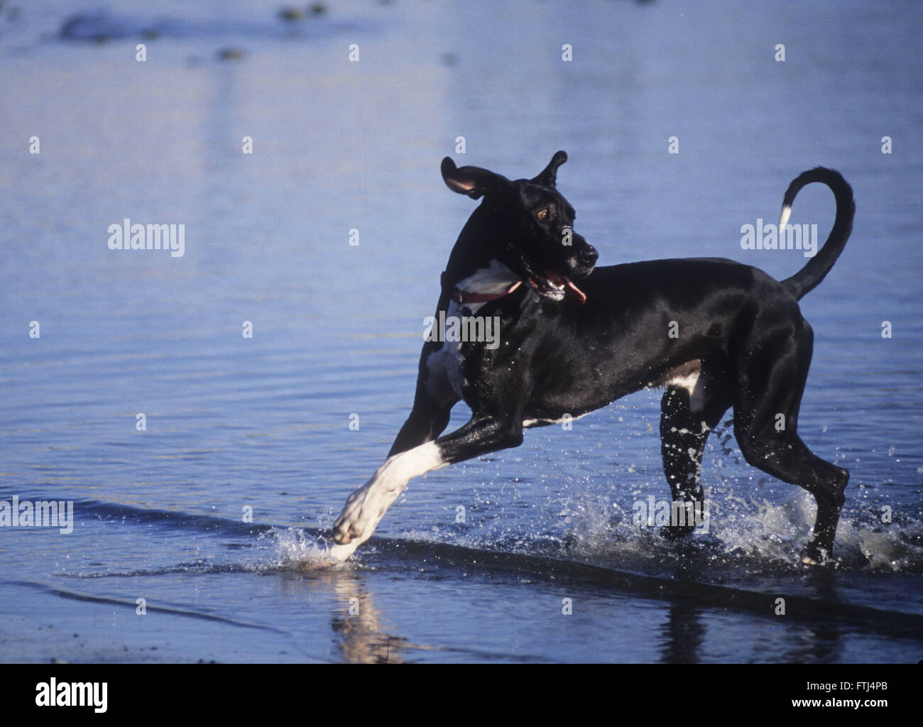 Uncropped (ears down) Great Dane running in the water and smile on face Stock Photo