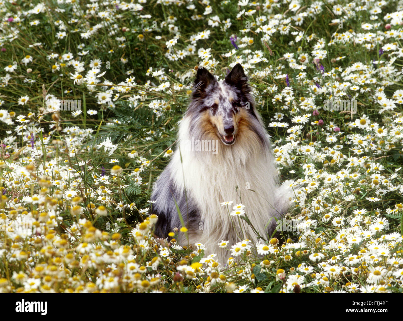 rough coat collie