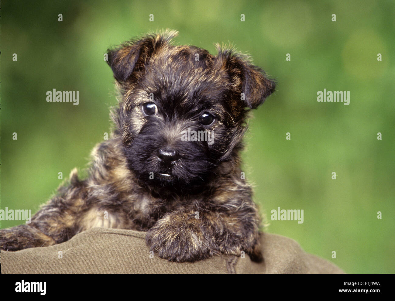 Close up of Cairn Terrier puppy Stock Photo