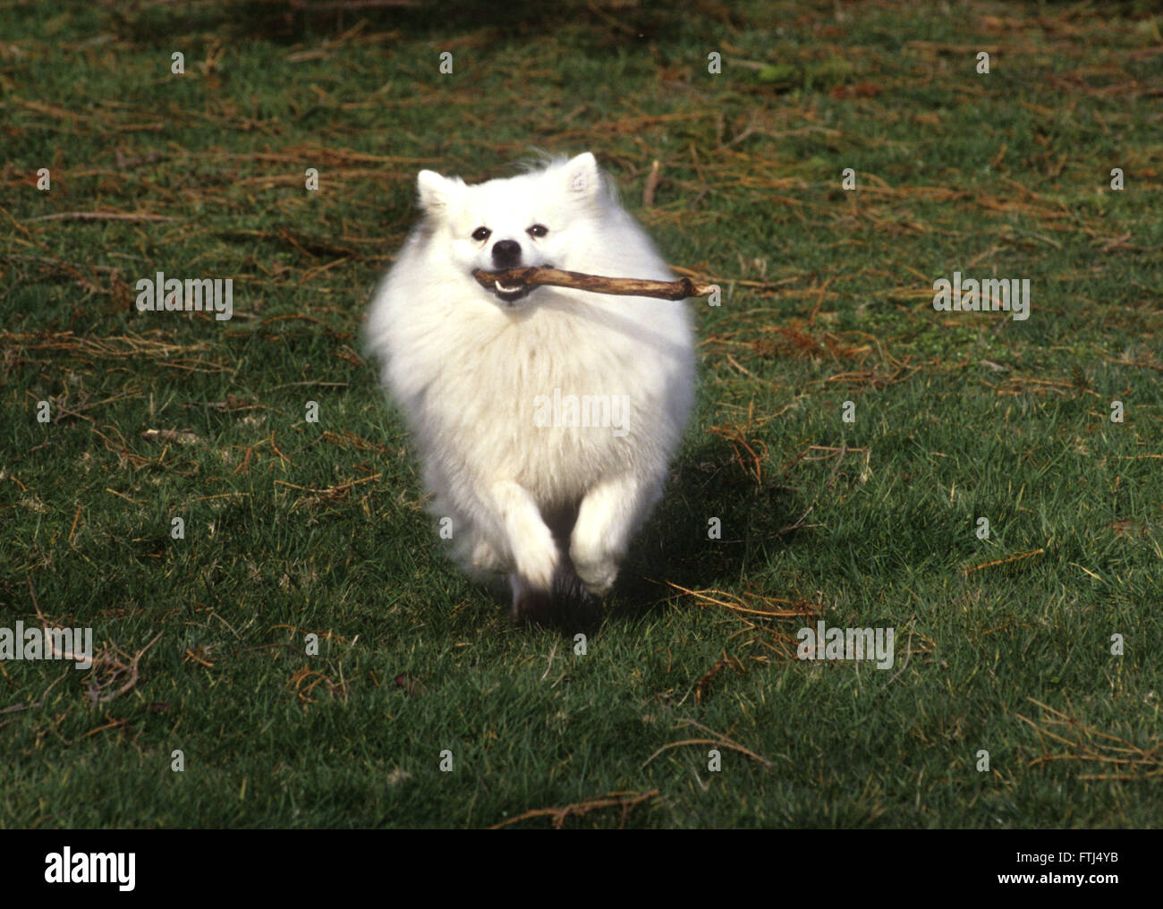 American Eskimo dog running with stick in mouth towards camera Stock Photo