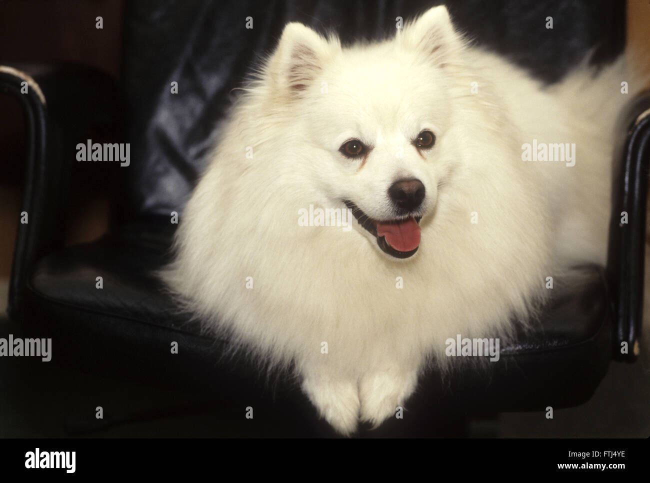 American Eskimo dog with smile on face lying on couch Stock Photo