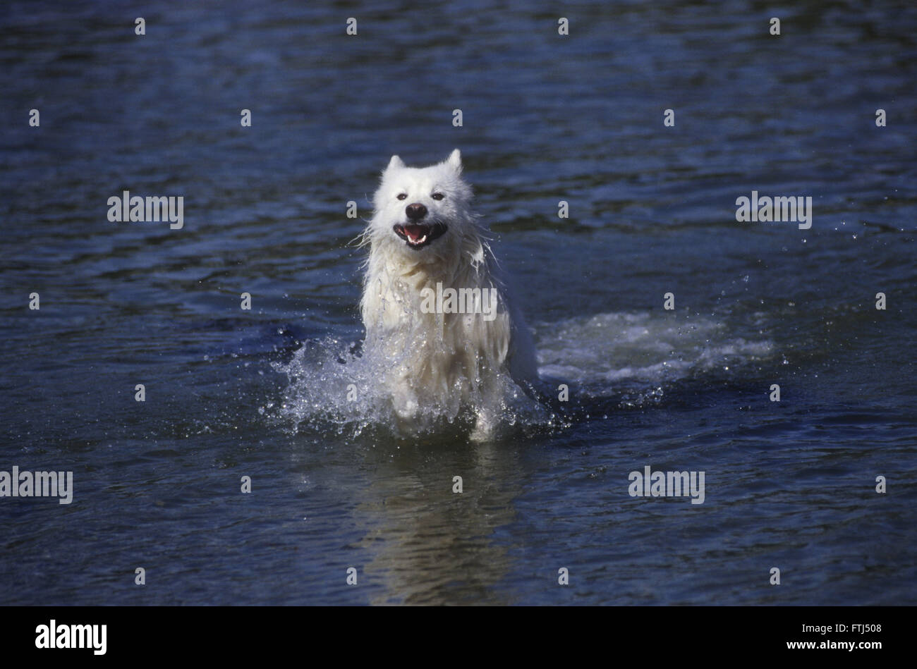 Samoyed Dog with smile on face jumping in Pacific Ocean Stock Photo