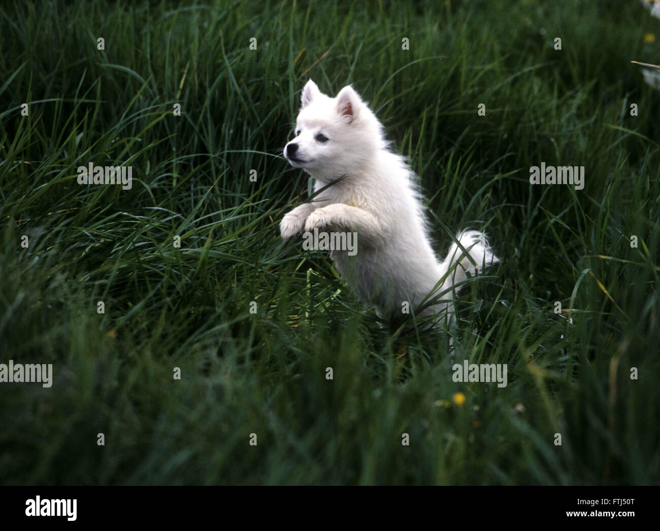 American Eskimo puppy jumping through high grass Stock Photo