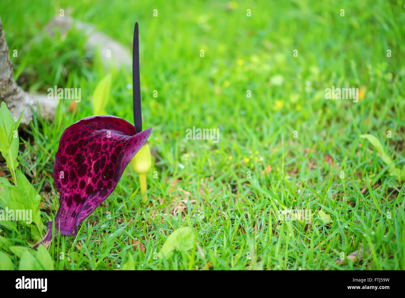 unusual turkish vivid wild exotic flower on green grass background, close up Stock Photo