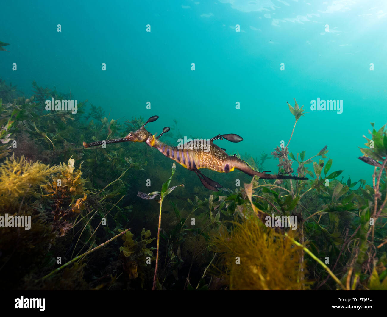 Weedy Sea Dragon Flinders Pier Victoria Australia Natural Habitat