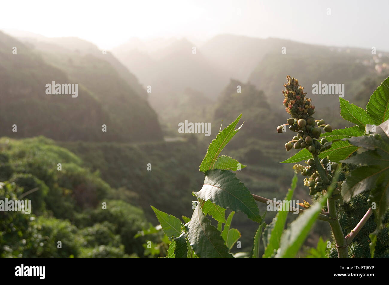 la palma canaries canary island islands lush green valley valleys flora and fauna landscape landscapes morning sunlight eco syst Stock Photo