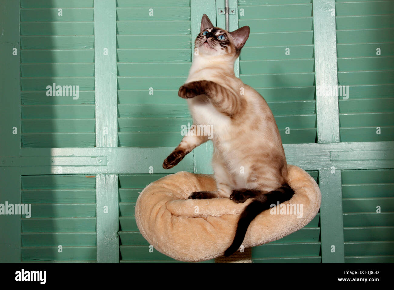 Bengal cat (seal point, snow). Adult sitting on its haunches on a pet