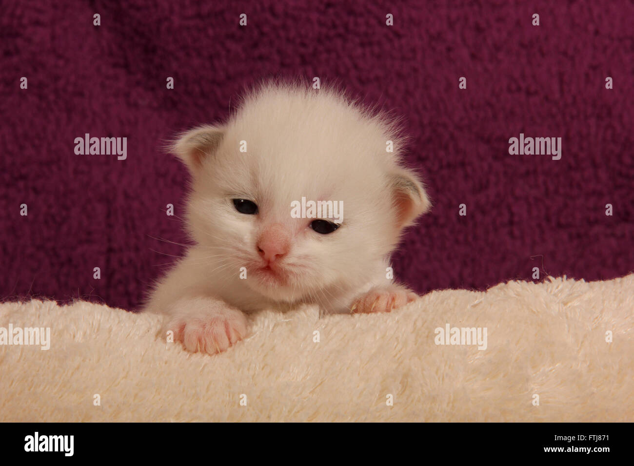 Ragdoll Kitten 2 Weeks Old On A White Blanket Spain Stock Photo Alamy