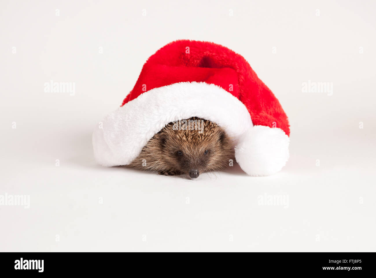 European Hedgehog in studio wearing santa hat Stock Photo