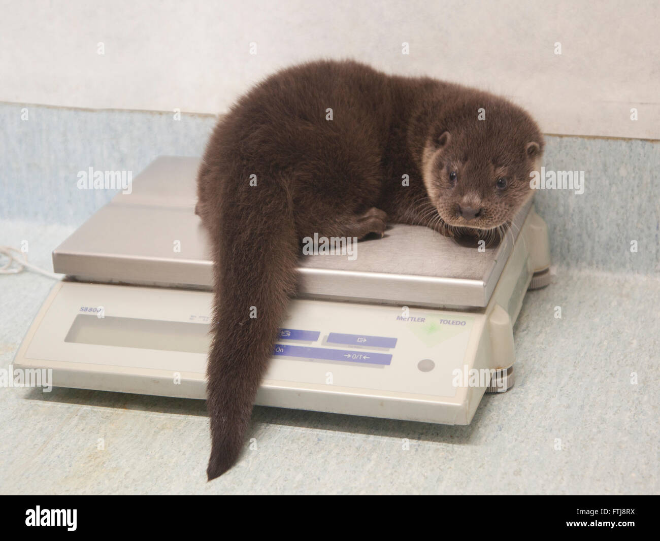 Orphaned European Otter cub being weighed at wildlife hospital Stock Photo