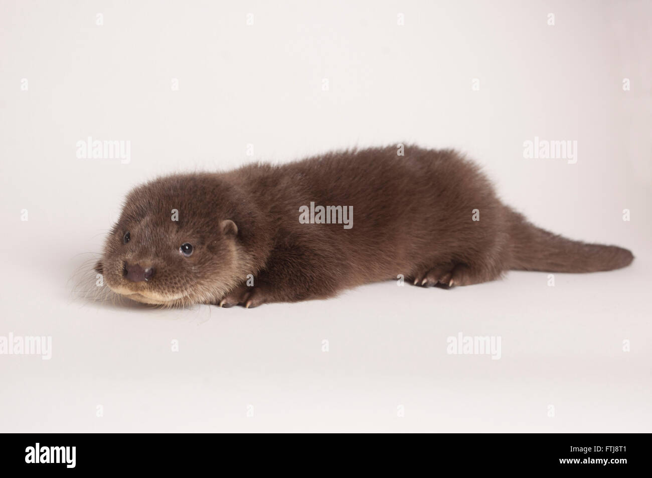 Orphaned European Otter in studio Stock Photo
