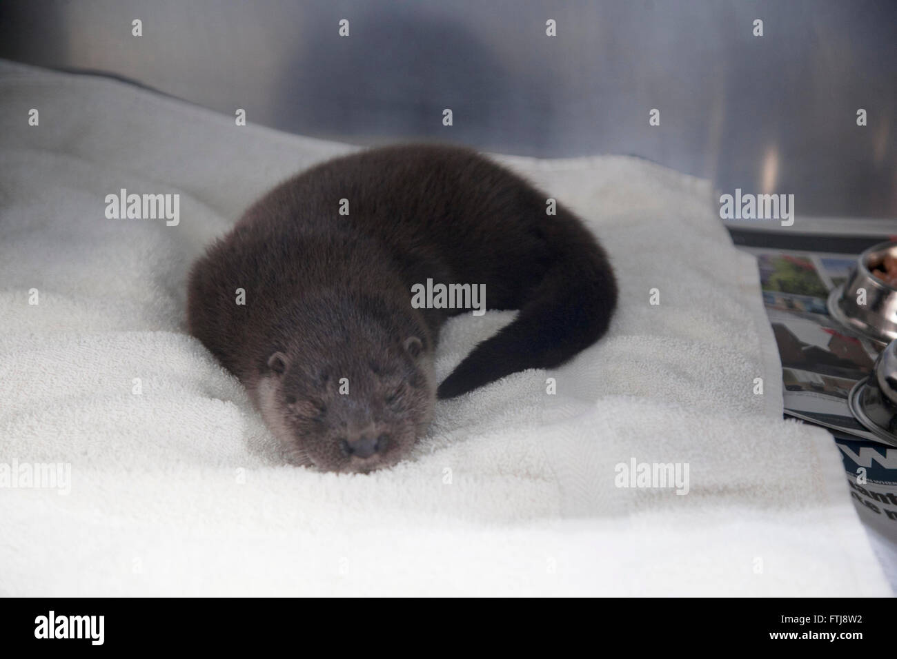 Juvenile European Otter sleeping in cage at wildlife hospital Stock Photo