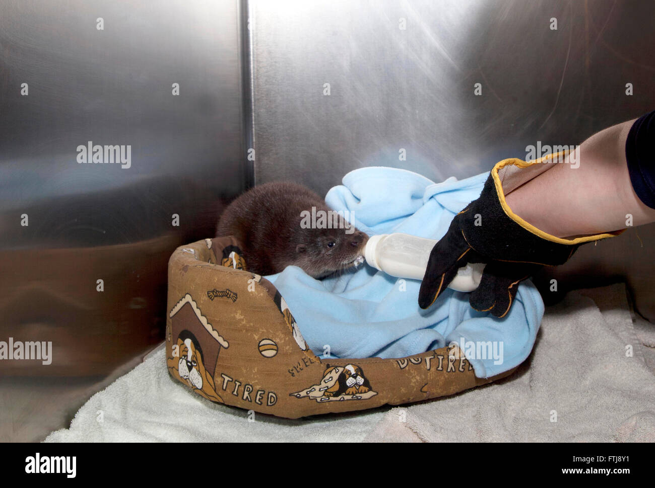 European Otter, Lutra lutra, being bottle fed by veterinary nurse Stock Photo