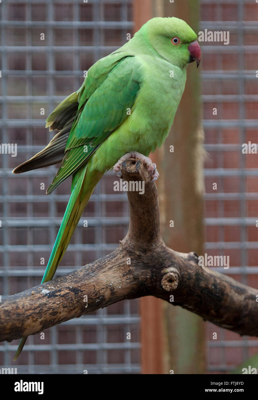 Ring-necked Parakeet, Psittacula krameri, Perched in aviary Stock Photo