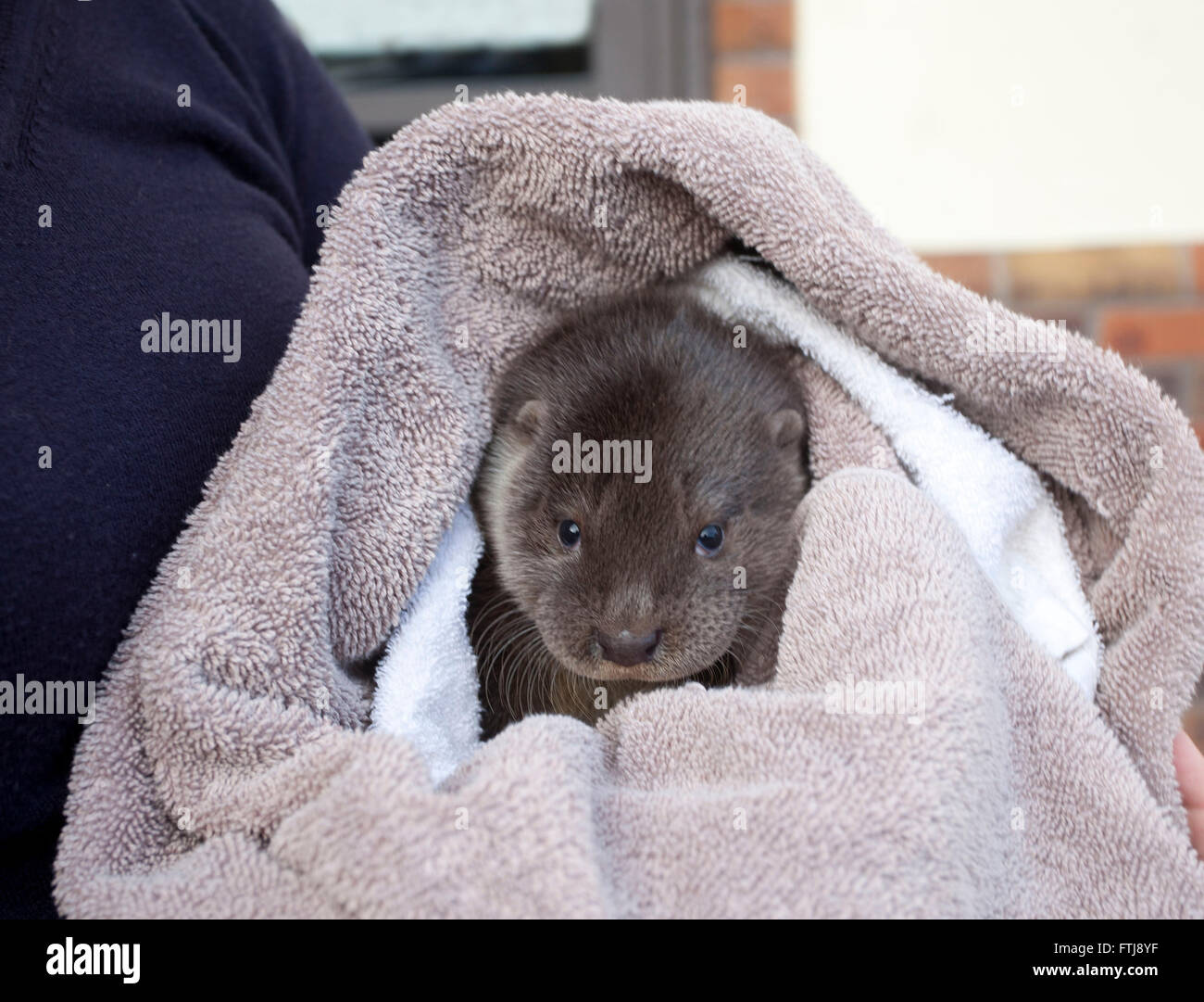 Juvenile European Otter wrapped in towel Stock Photo