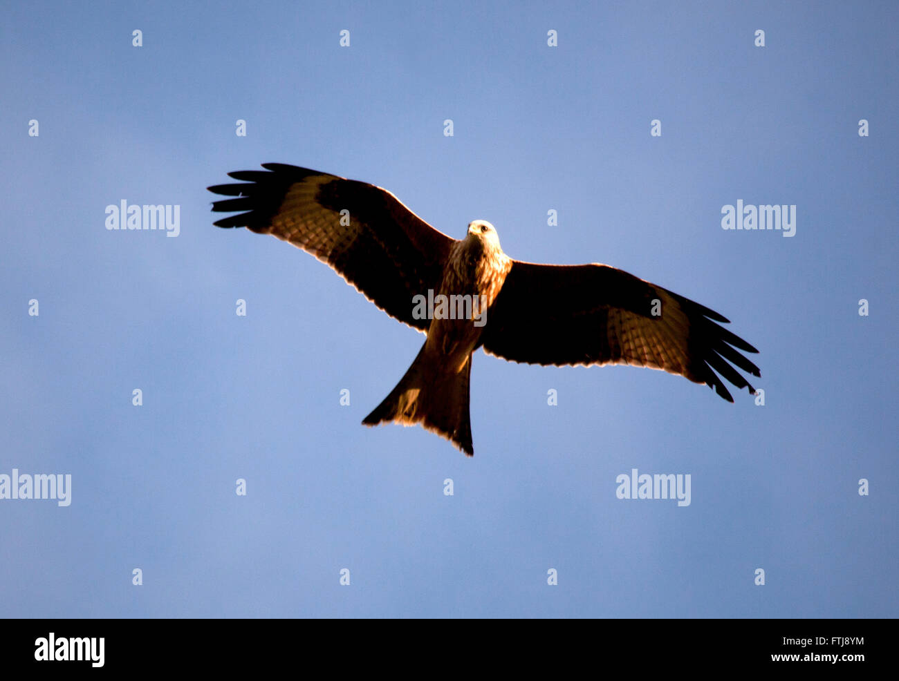 Red kite, milvus milvus, in flight Stock Photo