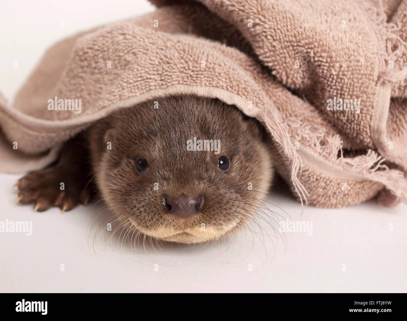 European otter, Lutra lutra, Juvenile under towel Stock Photo