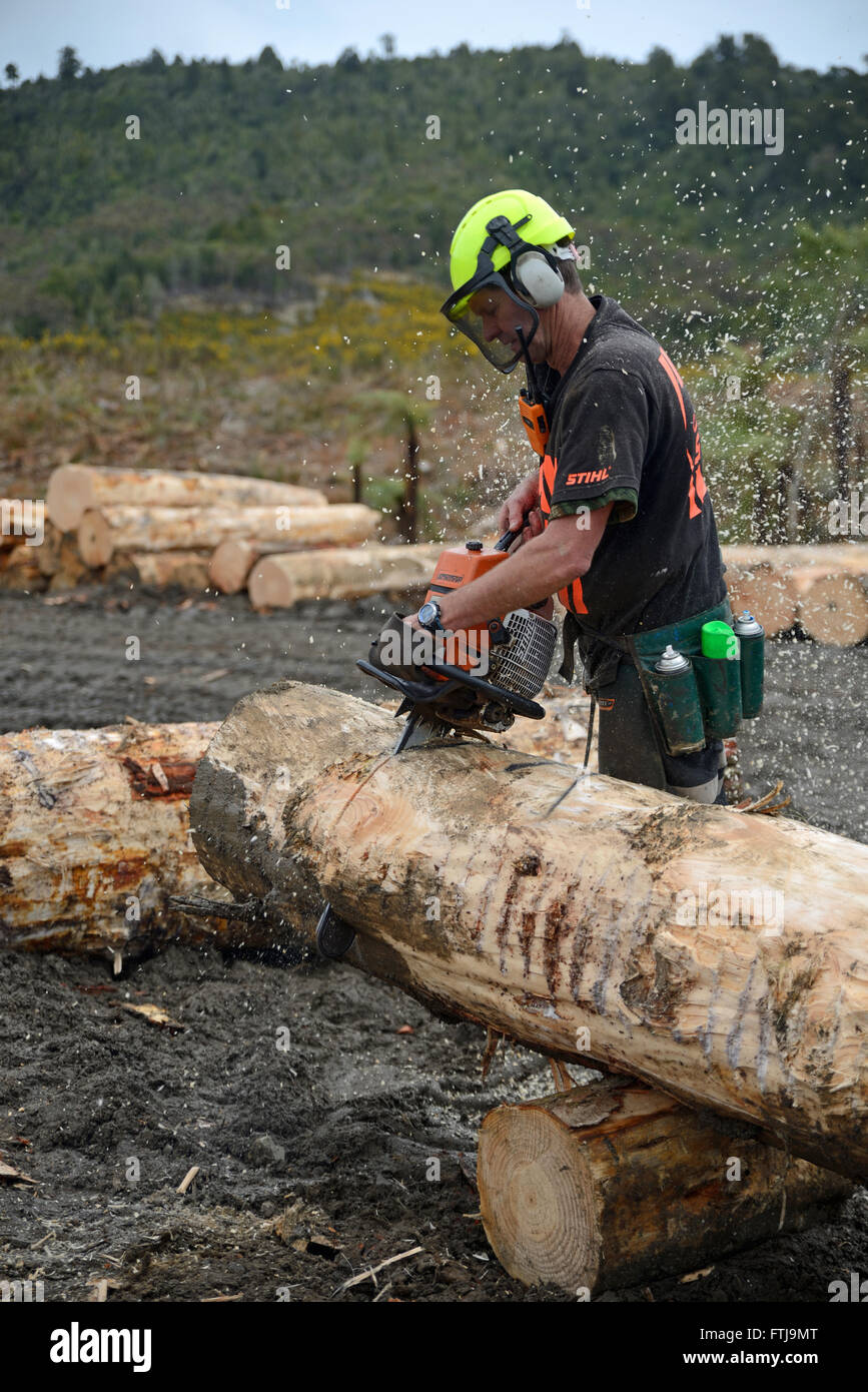 GREYMOUTH, NEW ZEALAND, OCTOBER 23, 2015 : A timber worker trims a Pinus radiata log to size at a milling site in exotic forest Stock Photo