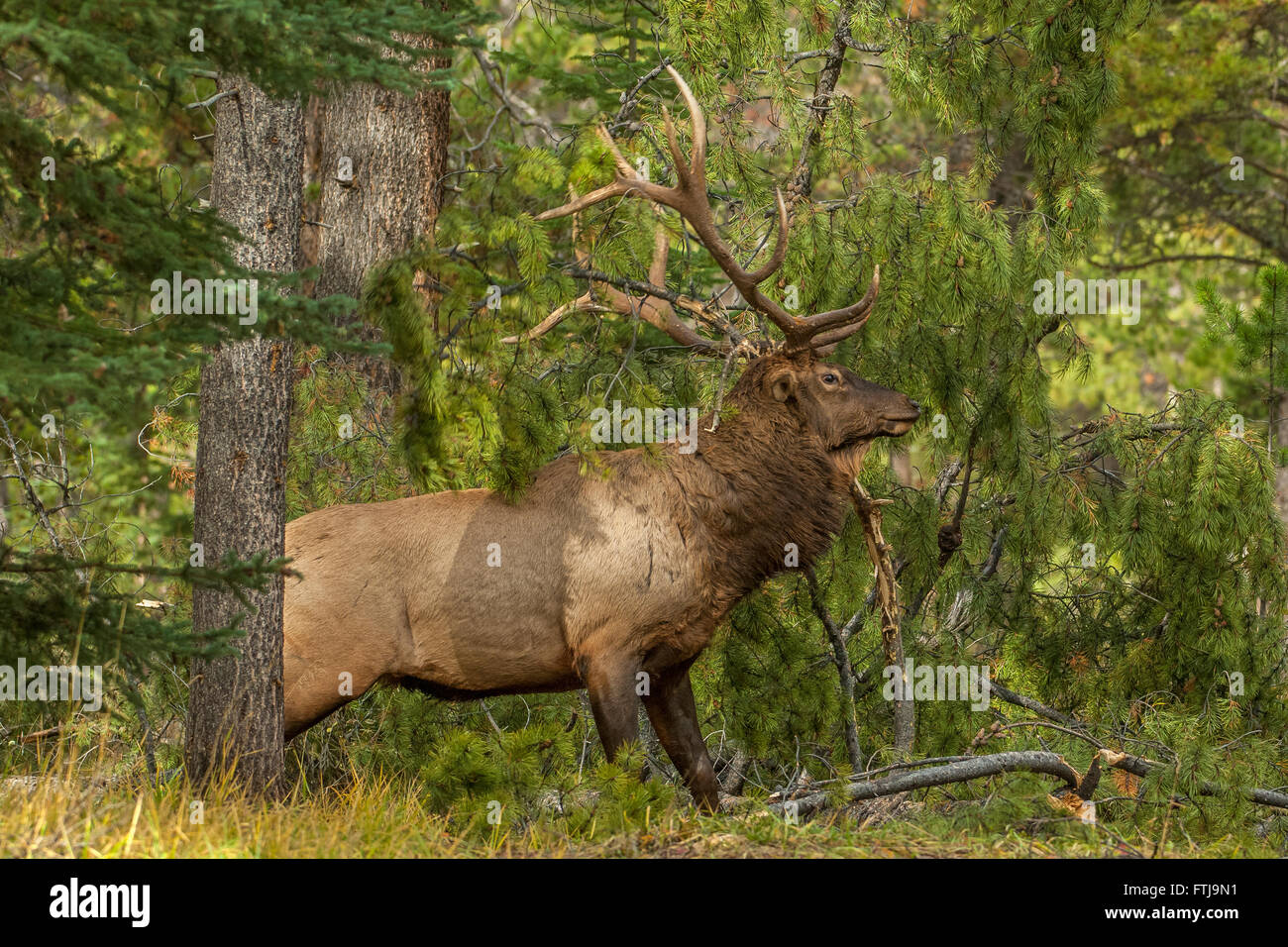 Bull Elk Looking for a Mate Stock Photo