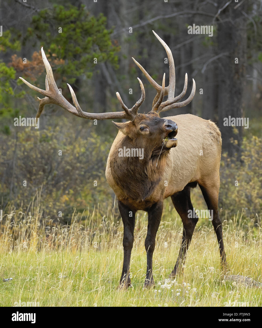 Bull Elk Looking for a Mate Stock Photo