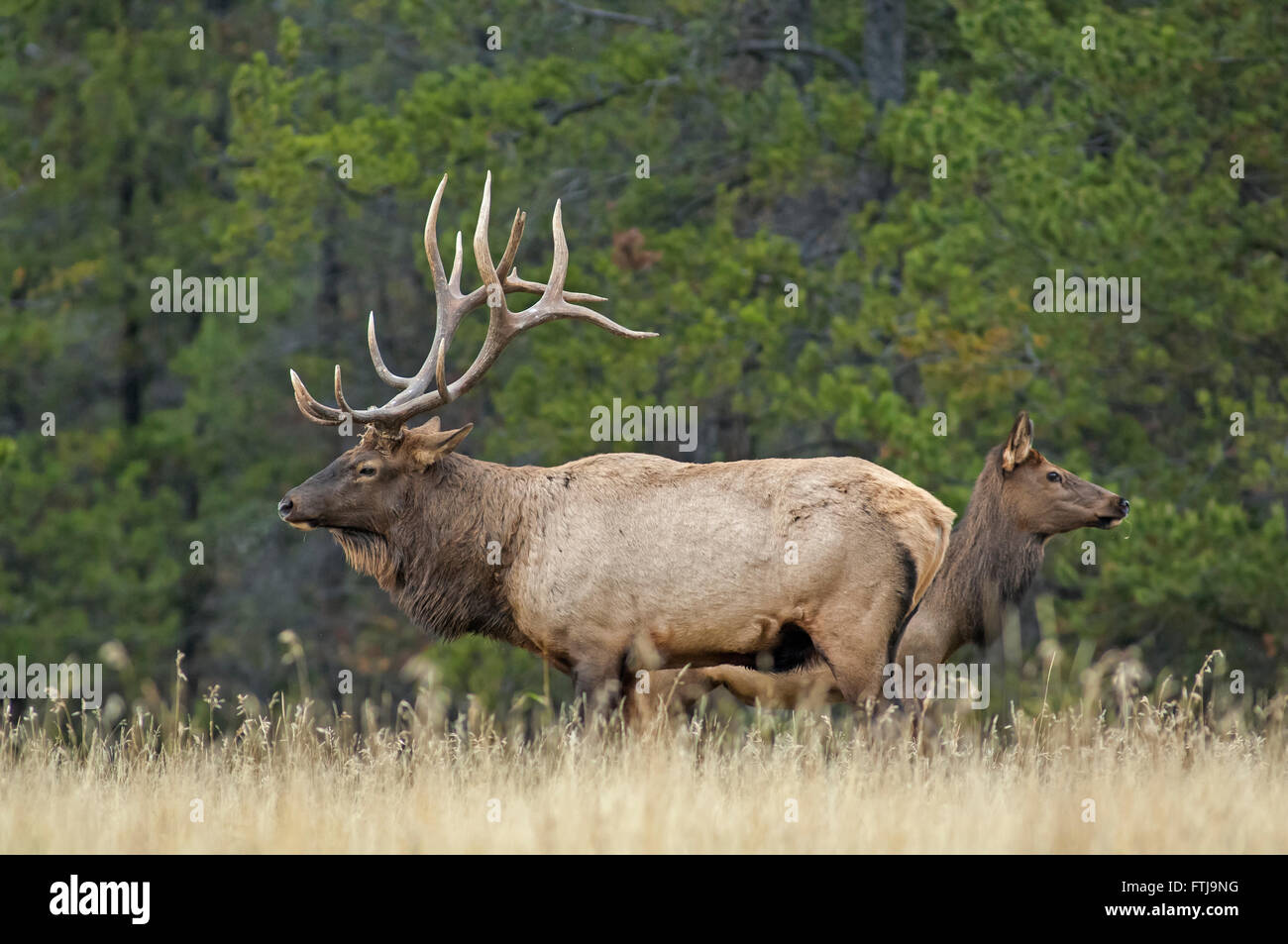 Bull Elk Looking for a Mate Stock Photo