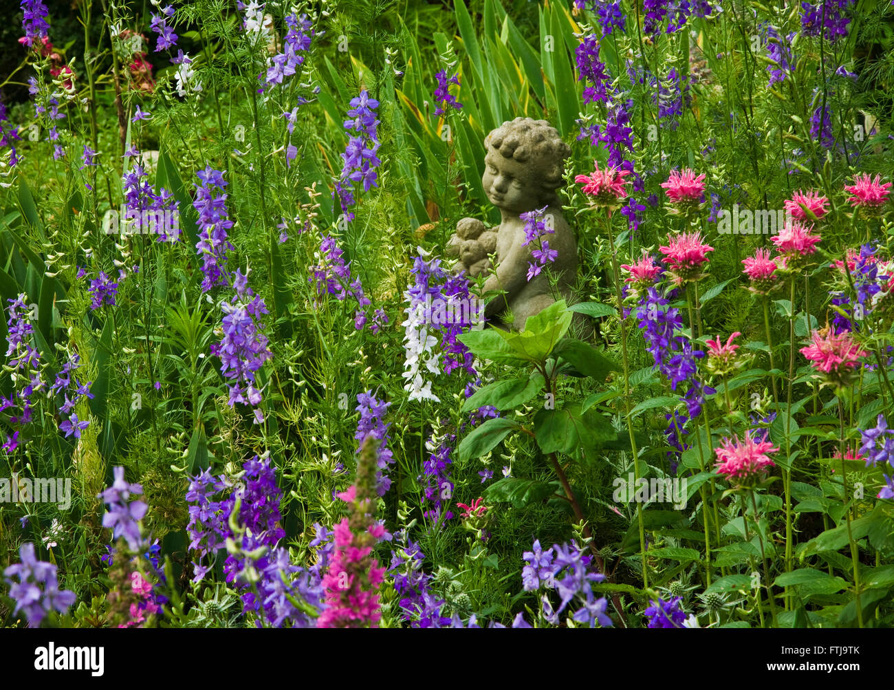 Blue Rockets Flower Rocket larkspur hi-res stock photography and images - Alamy