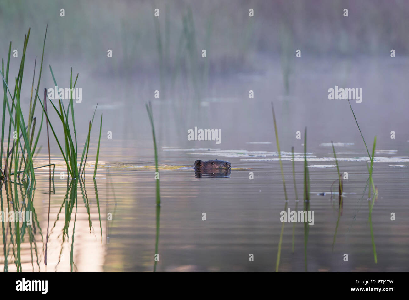 Beaver swimming at sunrise Stock Photo