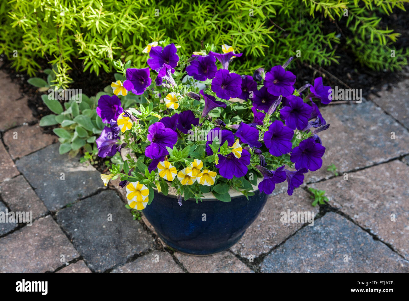 Flower pot of purple and yellow petunia flowers on a brick patio in New Jersey, USA patio plant pots Isolated spring container Colourful planting Stock Photo