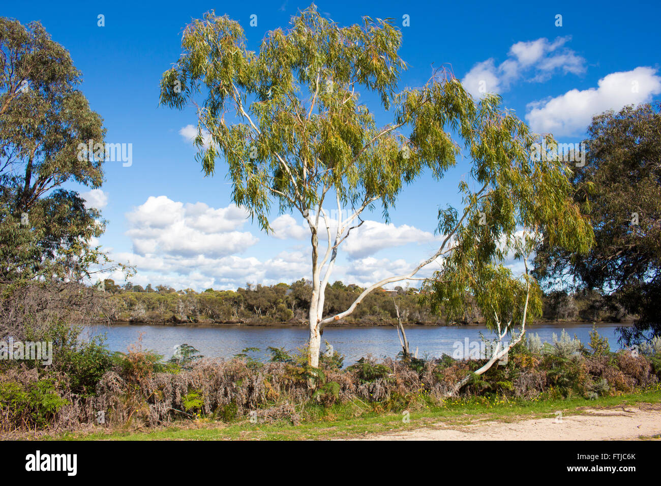Eucalypt trees  growing along the banks of the Collie River, near Australind , South Western Australia  on a sunny day in winter Stock Photo