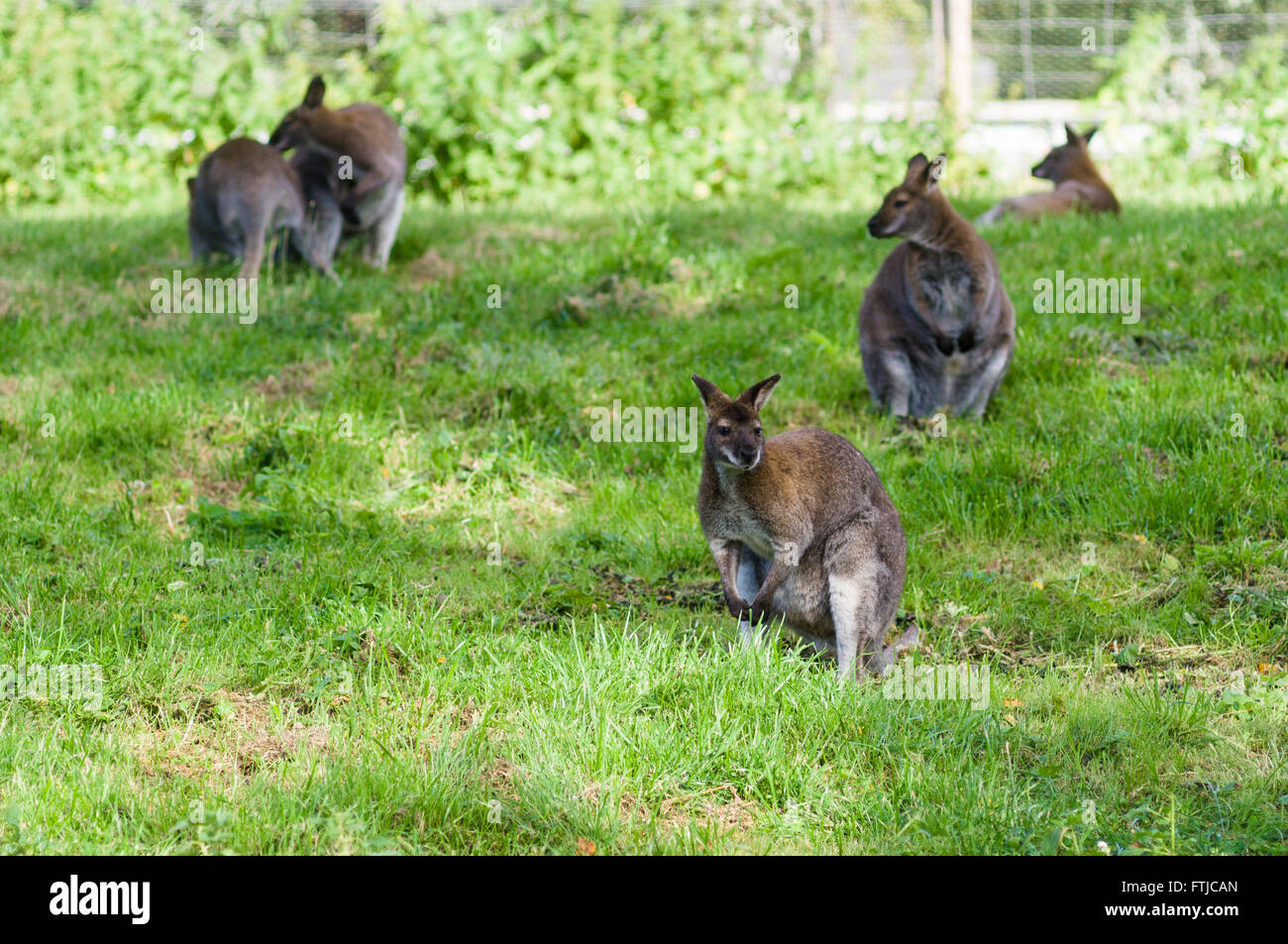 Five red-necked wallabies or Bennett's wallaby on green grass Stock Photo