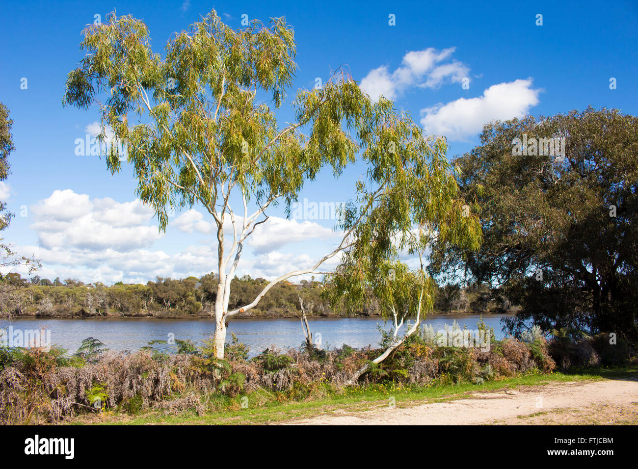 Eucalypt trees  growing along the banks of the Collie River, near Australind , South Western Australia  on a sunny day in winter Stock Photo