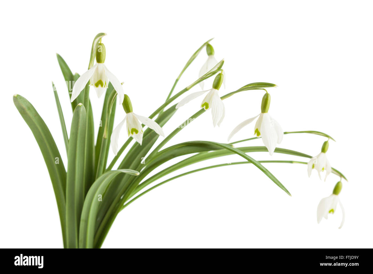 Bunch of snowdrops flowers on white background Stock Photo