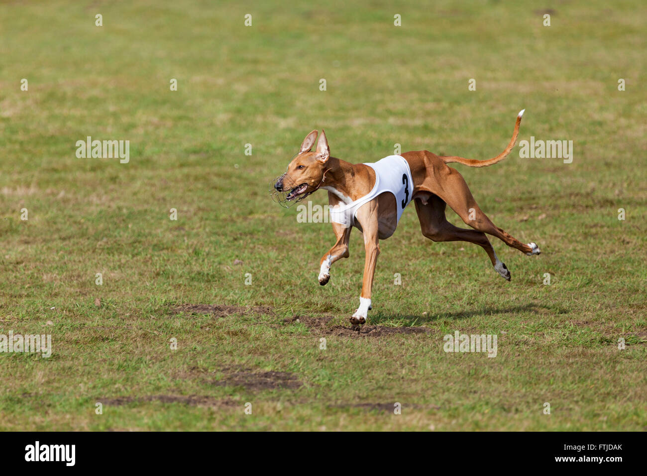 Purebred Azawakh sighthound during lure coursing race Stock Photo