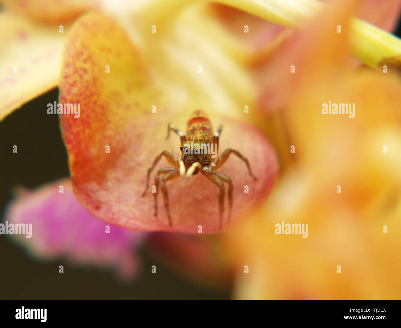 A macro headshot of a jumping spider on orchid flower(aerides sp.). Stock Photo