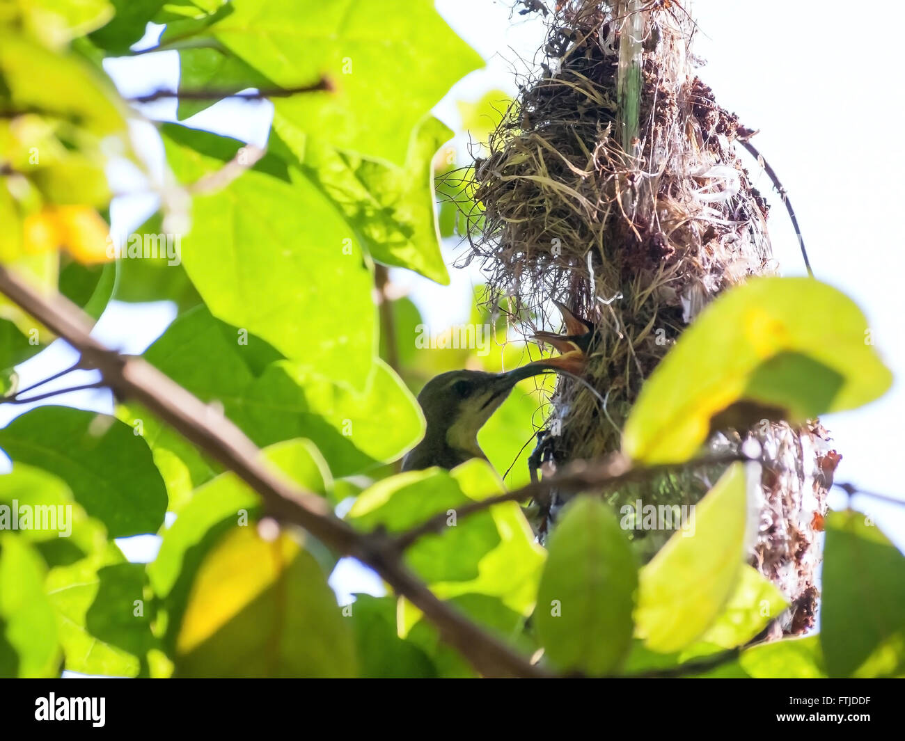 Female Olive-backed sunbird feeding her child in her nest. Stock Photo