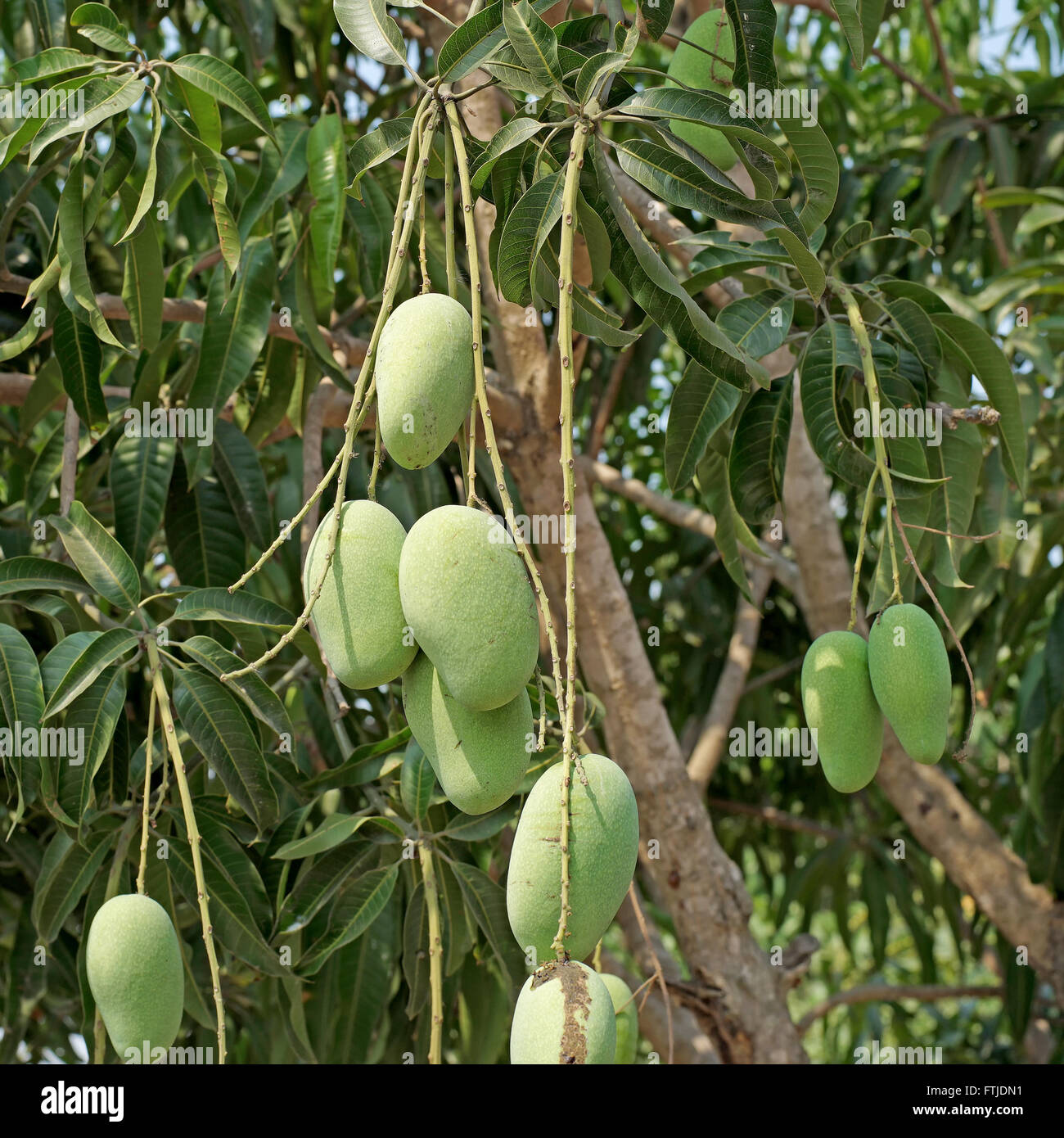 Young Mango Tree