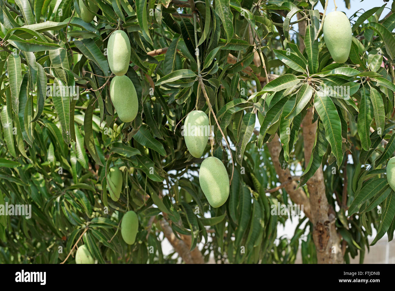 Young mango on mango tree hires stock photography and images Alamy