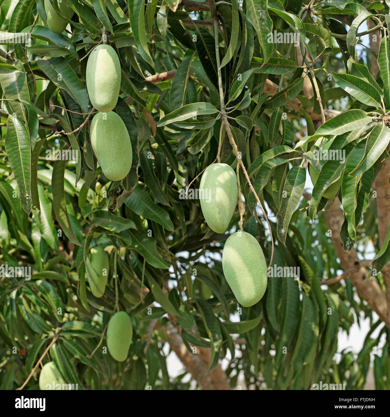 young mango on mango tree Stock Photo - Alamy