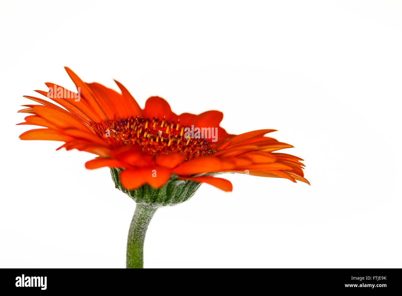 Daisy flower isolated on a white background Stock Photo - Alamy