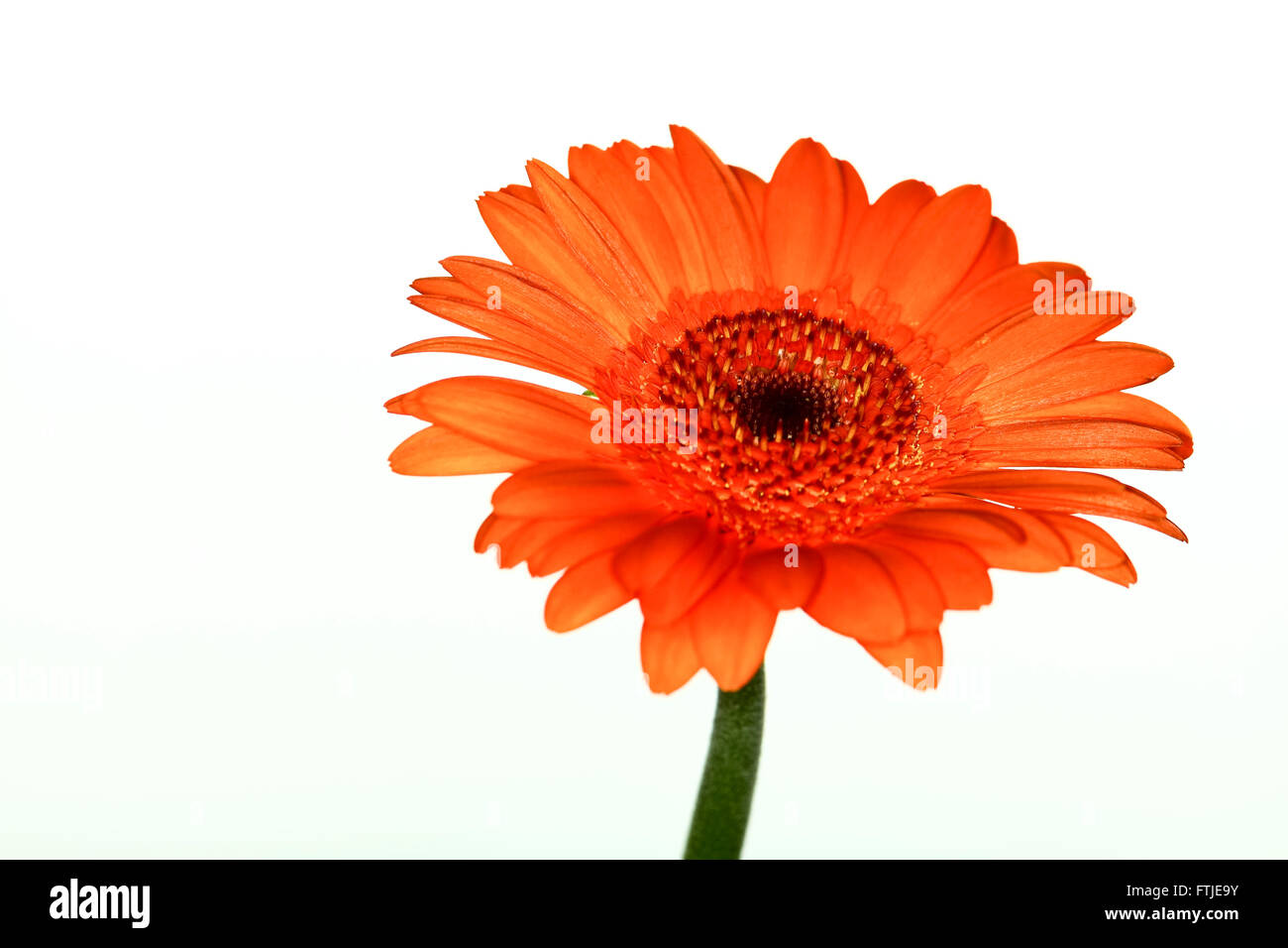 Daisy flower isolated on a white background Stock Photo - Alamy