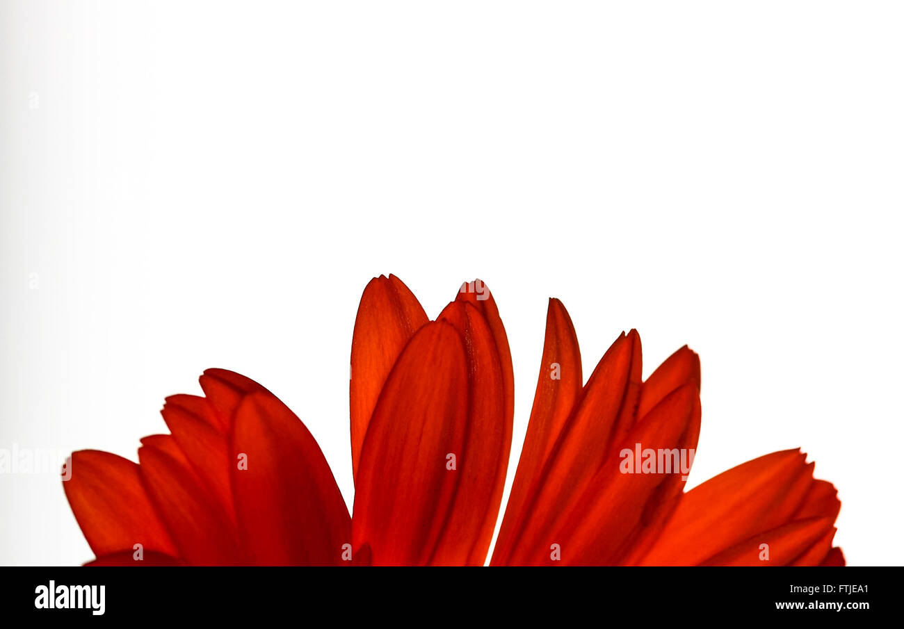 Daisy flower isolated on a white background Stock Photo - Alamy