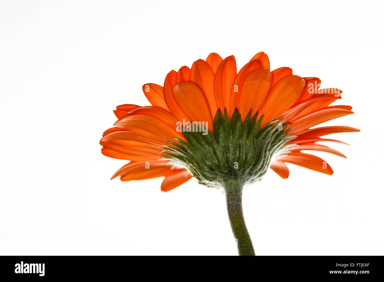 Daisy flower isolated on a white background Stock Photo - Alamy