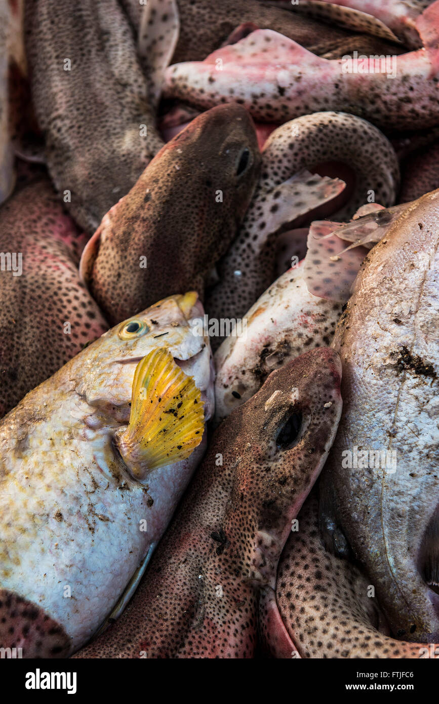 Fish caught and landed in Newquay Harbour in Cornwall. Stock Photo