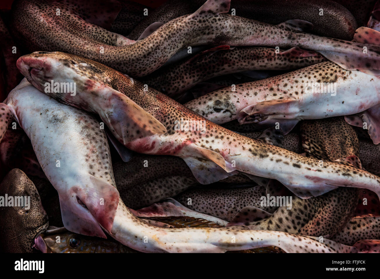Fish caught and landed at Newquay harbour in Cornwall. Stock Photo