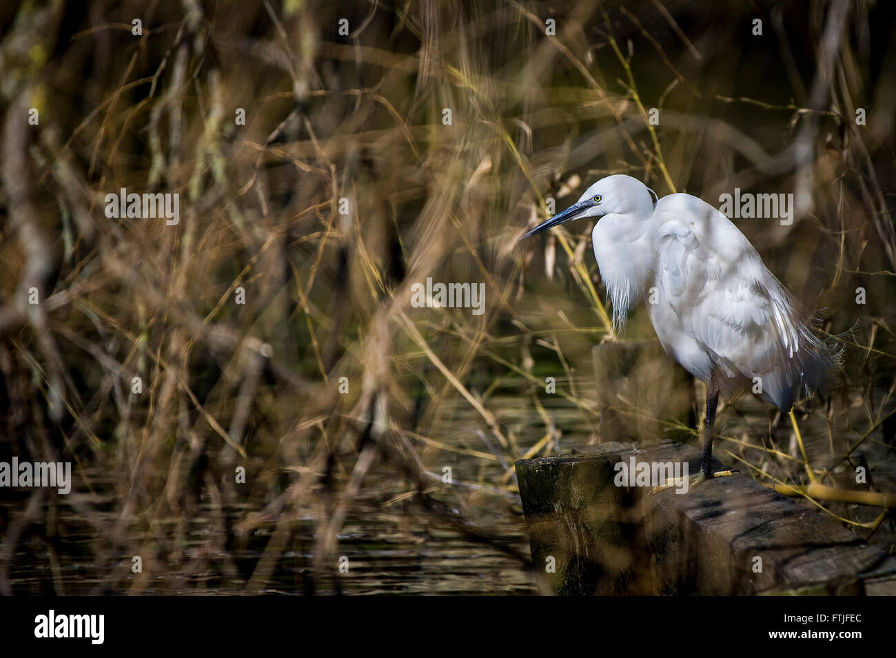 A Little Egret perched on the side of a lake iNewquay, Cornwall. Stock Photo