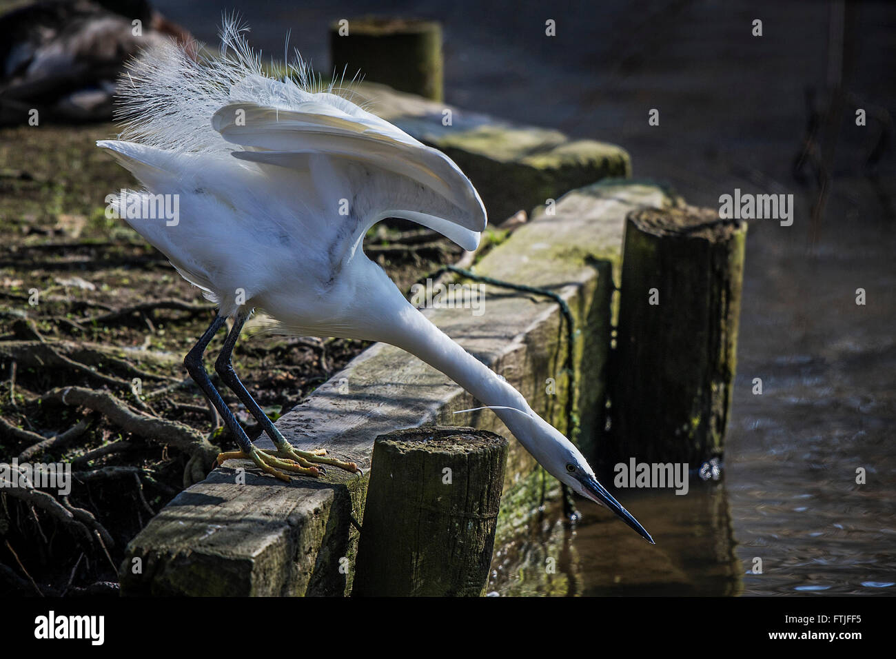 A Little Egret hunting for food on a lake in Newquay Stock Photo Alamy