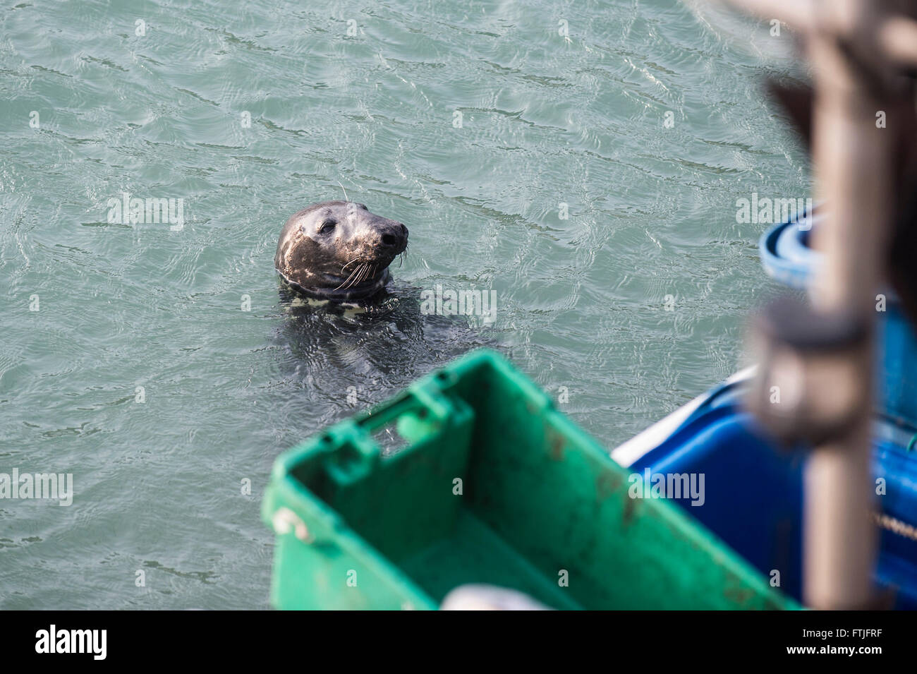 One of the semi-resident large Grey Seals appears in Newquay harbour in the hope of being fed by a fisherman. Stock Photo
