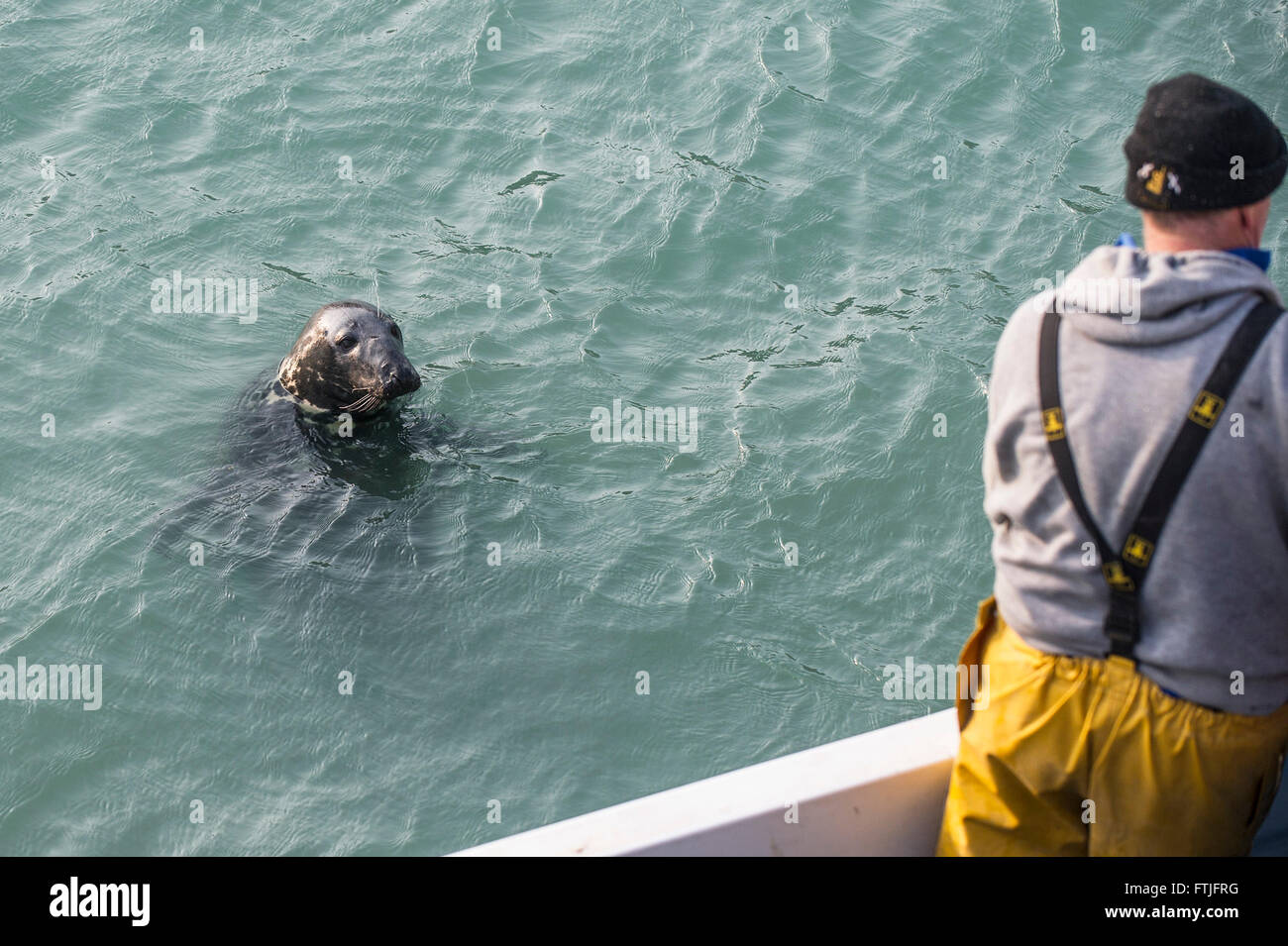 One of the semi-resident large Grey Seals appears in Newquay harbour in the hope of being fed by a fisherman. Stock Photo